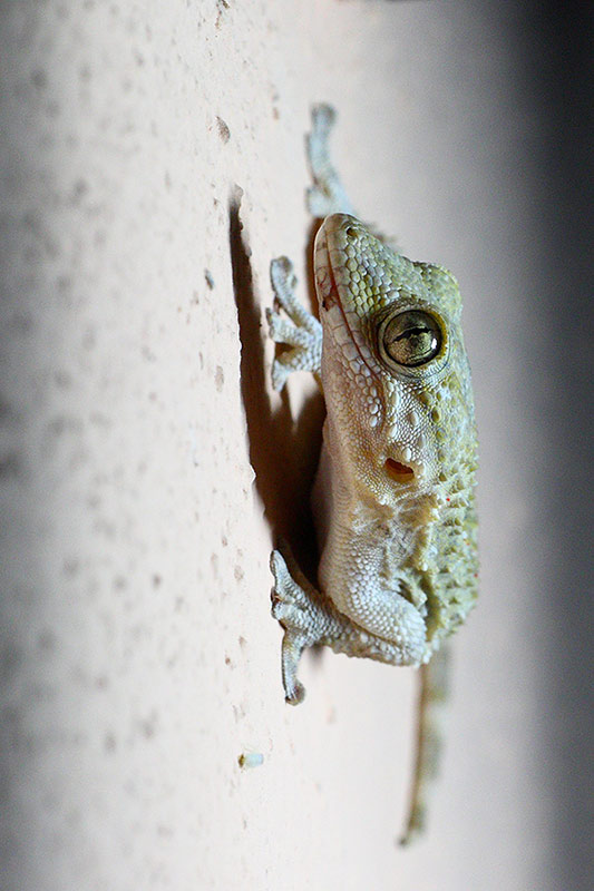 Il Geco e il lampione (Tarentola mauritanica)